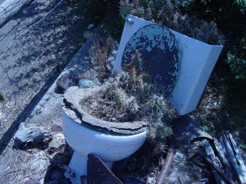 cactus in the toilet